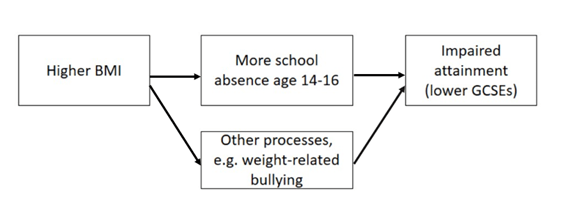 Diagram showing the pathways through which higher BMI could lead to lower GCSEs; either through more schools absence aged 14-16, or other processes such as weight-related bullying.